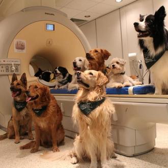 Los perros entienden palabras y también la entonación: procesan el …