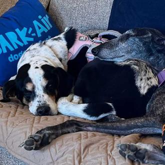 BARK Air ya ofrece vuelos para personas con perro entre …