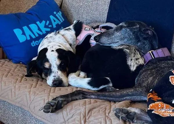 BARK Air ya ofrece vuelos para personas con perro entre Madrid, Lisboa, Londres o París y Nueva York