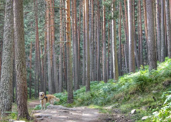 El Chorro de Navafría: un paseo fácil y espectacular junto a nuestros perros por la Sierra de Guadarrama