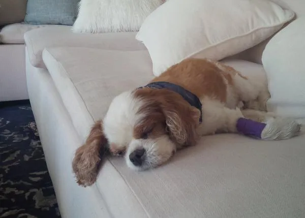 “Knockin’ on Heaven Dog”: Guns N' Roses rinde un homenaje musical al perro de Duff McKagan