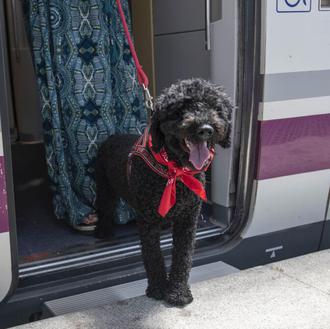 Renfe ha llevado a 1.800 perros de hasta 40kg …