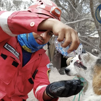 Emocionantes rescates de animales en medio de la mortífera tragedia …