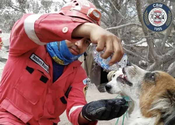 Emocionantes rescates de animales en medio de la mortífera tragedia tras la erupción del volcán de Fuego en Guatemala