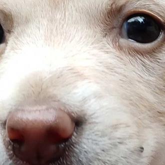 Compartir contenidos de maltrato animal, incluso para denunciarlo, 