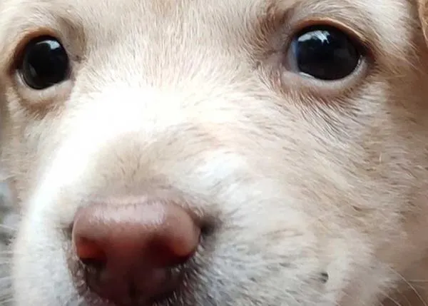 Compartir contenido de maltrato animal, incluso para denunciarlo, 