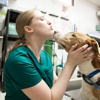 Los veterinarios que cuidan el bienestar físico y emocional de …