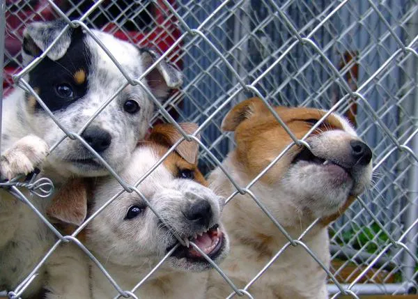 Una empresa extra guau: ofrecen una paga extra a sus empleados si adoptan un perro o un gato