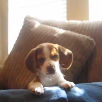 Un cachorro de Beagle ejercitando sus cuerdas vocales 