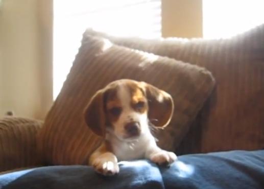 Un cachorro de Beagle ejercitando sus cuerdas vocales 