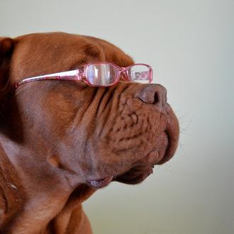 Perros espabilados, perros torpones y los tests de inteligencia que …
