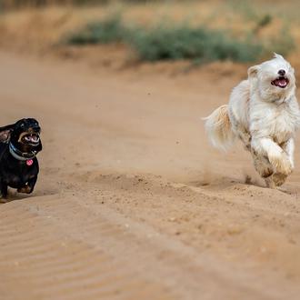 Los perros son 