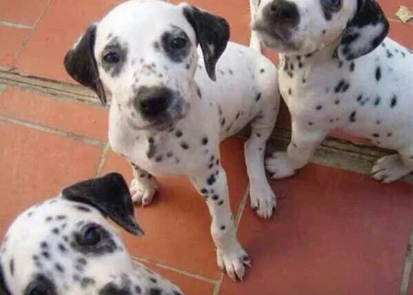 La falsa historia de los cachorros (casi siempre de raza) que van a ser sacrificados