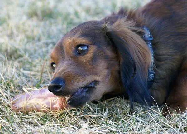 Vinculan el consumo de huesos crudos de cuello de pollo con un tipo de parálisis en los perros