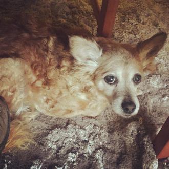 Sami, y otros animales que son cuidados y mimados hasta …