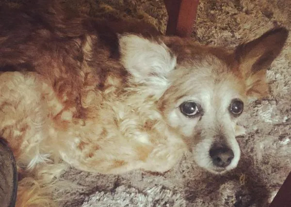 Sami, y otros animales que son cuidados y mimados hasta poder reunirse con sus humanos favoritos