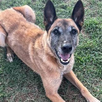 Lola 2, la malinois de Terrassa, por fin va a …