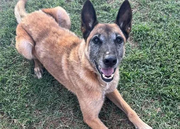 Lola 2, la malinois de Terrassa, por fin va a ser adoptada por quien lleva más de año y medio luchando por ser su familia