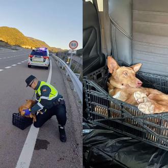 La Guardia Civil rescata a un podenquito herido en una …