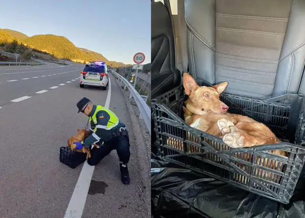 La Guardia Civil rescata a un podenquito herido en una carretera en Yebra de Basa