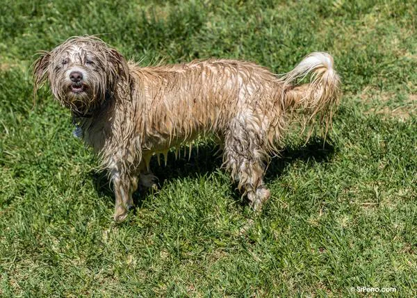 Los mejores virales caninos en un solo vídeo: los perros han vuelto a romper internet en 2023