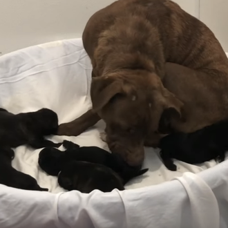 Dos complicados rescates múltiples -de perras con sus cachorrotes- con …