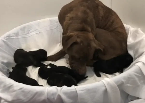 Dos complicados rescates múltiples -de perras con sus cachorrotes- con final feliz