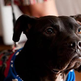 El mejor día de Cherry, un pit bull rescatado de …