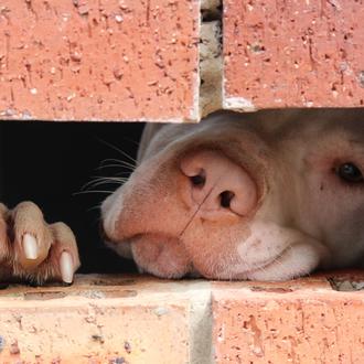 El dolor de una veterinaria ante el sacrificio de perros …