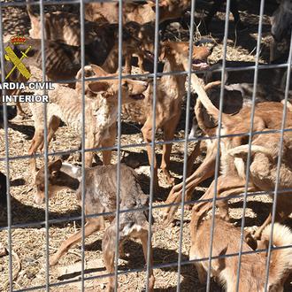 La Guardia Civil salva la vida de 41 perros en …