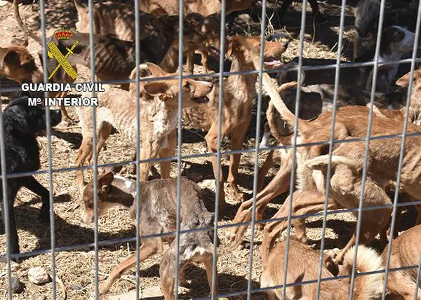 La Guardia Civil salva la vida de 41 perros en grave estado de abandono e investiga por maltrato a la mujer responsable