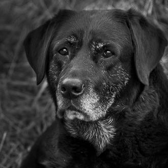 El mayor estudio sobre la eutanasia canina aporta información para …