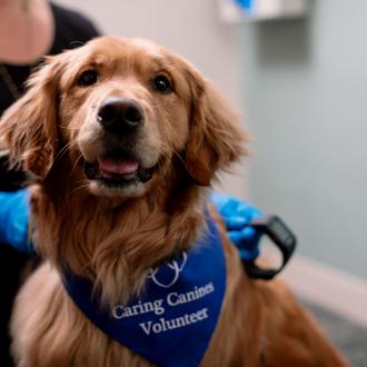 Los perros de terapia contribuyen a mejorar la salud física …