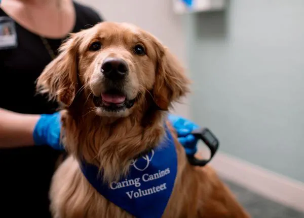 Los perros de terapia contribuyen a mejorar la salud física y mental de personas con fibromialgia