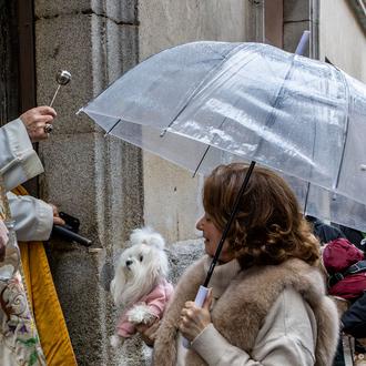Fotos de San Antón en Madrid: muchos perretes guapos bendecidos …