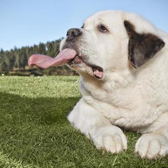 Besos perrunos XL: Mochi, la San Bernardo cuya lengua mide …