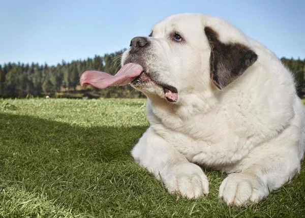 Besos perrunos XL: Mochi, la San Bernardo cuya lengua mide ¡18.58 cm!
