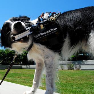FIDO: la tecnología que hace hablar a los perros y …
