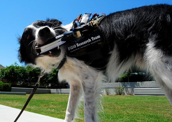 FIDO: la tecnología que hace hablar a los perros y ayuda a los humanos