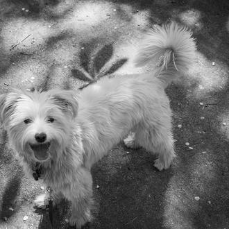 Los perros se 