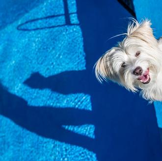 En SrPerro tenemos narcisismo elevado: resulta que querer a los …