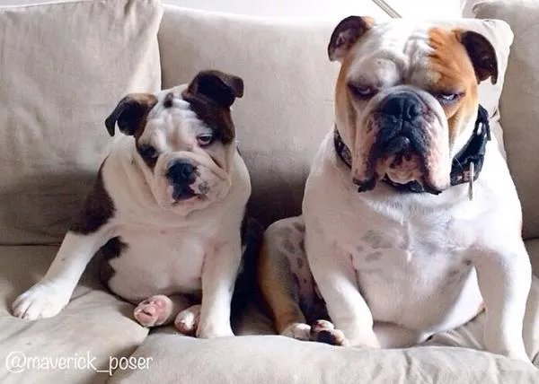 Ser Bulldog Inglés es muy duro... las aventuras y siestas de Xena y Maverick