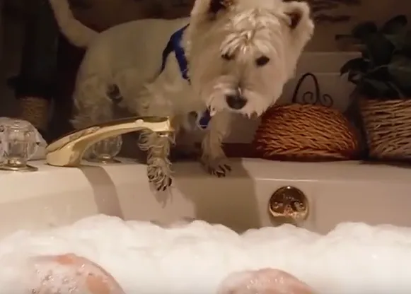 Esos perros que no te dejan solo ni cuando estás... en la bañera :-)