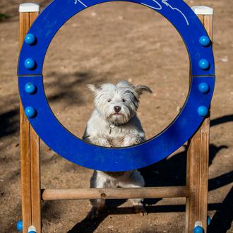 Normas y consejos útiles para las visitas al parque canino …
