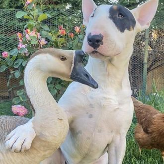 Una gansa china, una gallina y su mejor amigo, un …