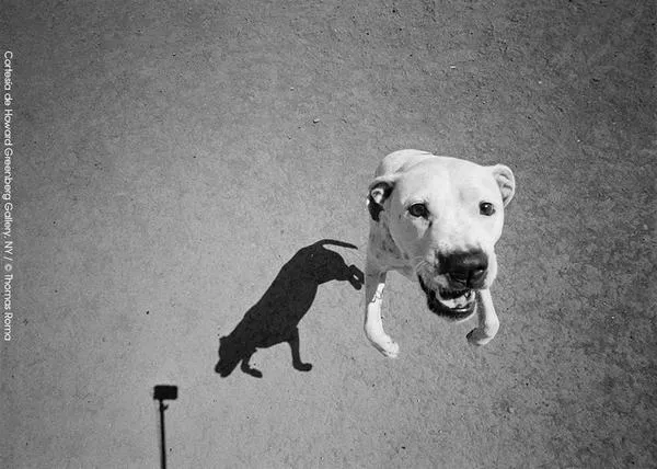 La naturaleza de los perros a través de sus sombras: la fotografía canina de Thomas Roma