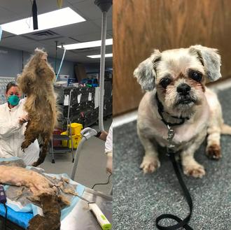 La transformación de una perra encontrada tras la muerte de …