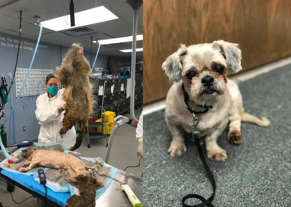 La transformación de una perra encontrada tras la muerte de su dueña: tenía tanto pelo y uñas tan largas que no podía ni moverse