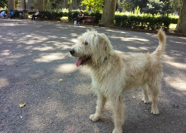 ¿Alguien ha visto a Valentino en Barcelona? Su familia busca a quien lo tenga ahora