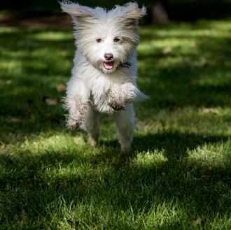 Contagio emocional entre perros y humanos: un experimento muestra cómo …